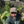 Load image into Gallery viewer, SRB Lizards Snapback