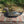Load image into Gallery viewer, William Pratt Decoy Co 1925 Mallard Drake Decoy