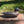 Load image into Gallery viewer, Mason Decoy Co Mallard Drake