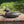 Load image into Gallery viewer, Mason Decoy Co Mallard Drake