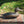 Load image into Gallery viewer, Mallard Hen Antique Duck Decoy