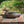 Load image into Gallery viewer, Mallard Hen Antique Duck Decoy