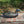 Load image into Gallery viewer, William Pratt Decoy Co 1925 Mallard Drake Decoy