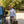 Load image into Gallery viewer, Gilpin Royal Oxford Sport Shirt
