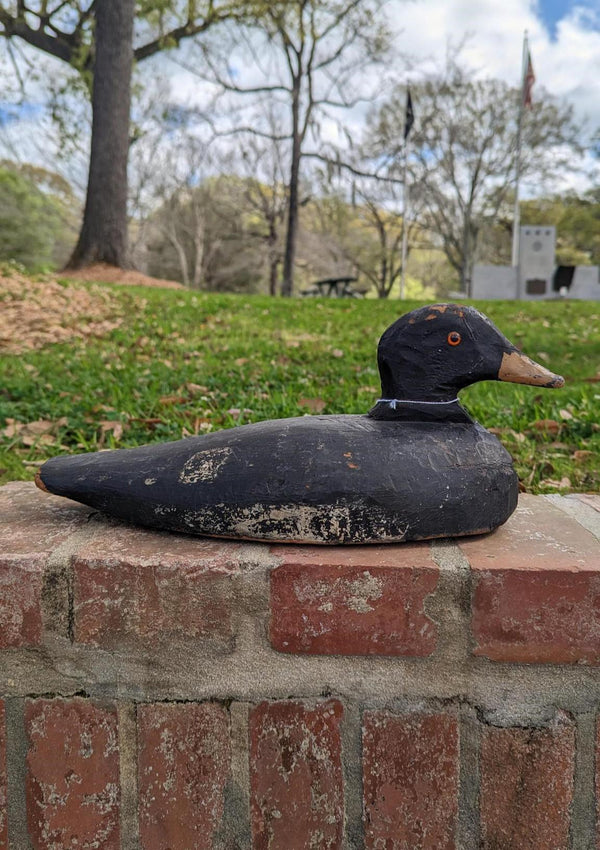 Canadian Scooter Duck
