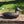 Load image into Gallery viewer, Harry M Shourds Black Duck 1920

