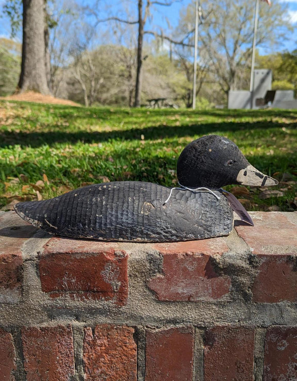 American Coot Antique Duck Decoy